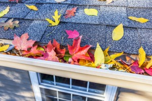 Leaves on roof